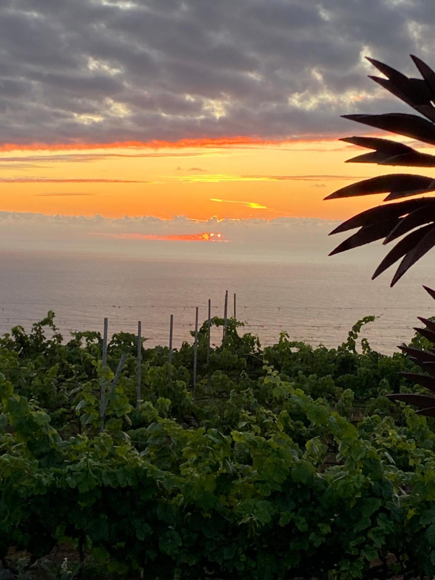 Finca Angelus Apartment Syrah With Amazing Views La Matanza De Acentejo Buitenkant foto